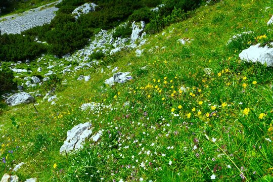 Alpine meadow with yellow and white flowers at Koren pasture in Gorenjska, Slovenia