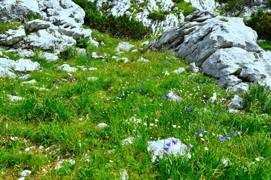 Alpine meadow with limestone rocks and blue and white flowers