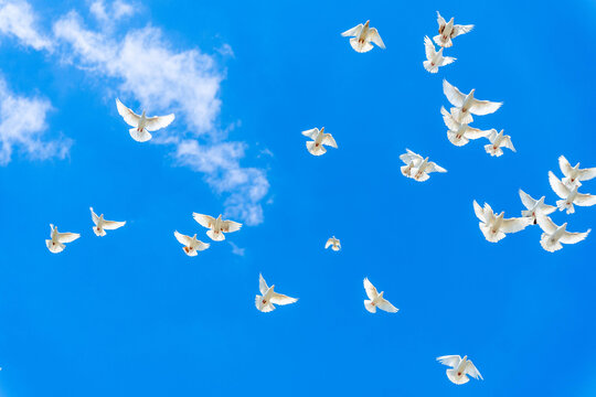Group of white pigeons flies across vivid blue sky with soft white clouds and large open copy space, creating clean visual for peace, freedom, celebration, hope and uplifting nature themes