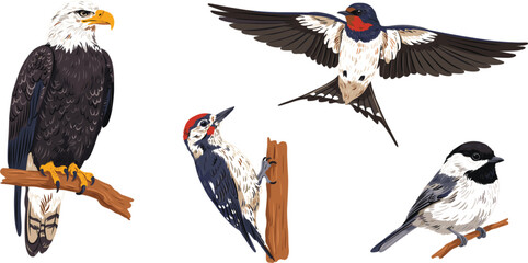 North American Wild Bird Vector Illustration Set Featuring Bald Eagle Woodpecker Barn Swallow and Chickadee Perched and Flying for Nature Wildlife Designs © sumaiaaktar