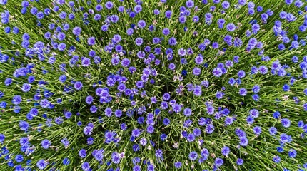 Fototapeta premium Close-up overhead view of a dense field of small blue flowers and green stems.
