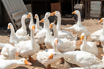 Group of white geese gathers in a dusty rural yard, with stacked farm materials and weathered structures in the background, creating a busy livestock scene © Egor Lint