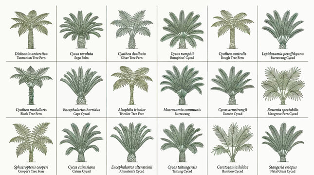 Botanical Illustration of Various Cycad and Fern Species Including Cycas Revoluta and Cyatheas Arranged in a Grid Layout on a Plain White Background for Educational and Scientific Use