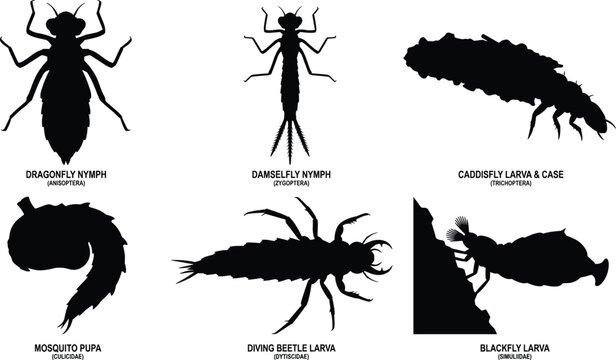 Educational aquatic insect larvae silhouette icon collection featuring dragonfly nymph damselfly mosquito pupa and diving beetle larva species