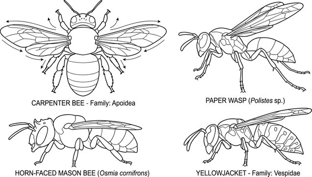 Educational line art diagram of stinging insects featuring carpenter bee, paper wasp, yellowjacket, and horn-faced mason bee species