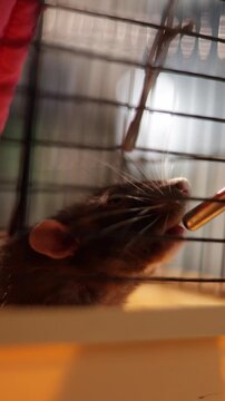 Close-up of a pet rat drinking water from a sipper bottle in its cage