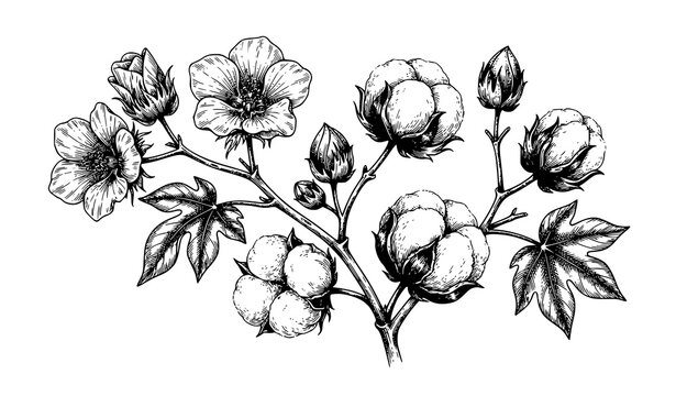 Hand Drawn Cotton Wildflower Botanical Vector Illustration Isolated on White
