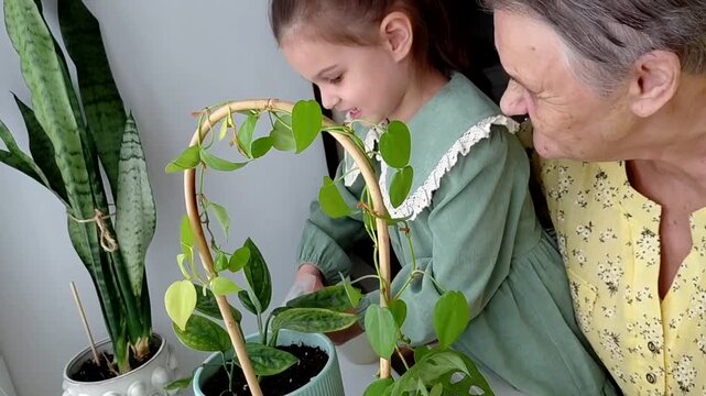 Cute child girl helping her grandmother to care for plants. Granny and her granddaughter engaging in gardening at home. Happy family in spring day.