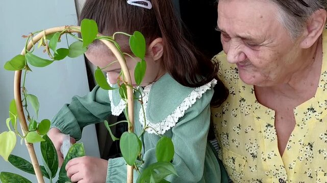 Cute child girl helping her grandmother to care for plants. Granny and her granddaughter engaging in gardening at home. Happy family in spring day.