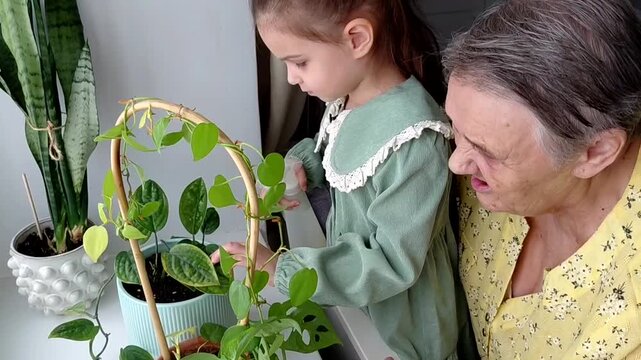 Cute child girl helping her grandmother to care for plants. Granny and her granddaughter engaging in gardening at home. Happy family in spring day.