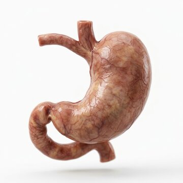 Human stomach anatomy organ digestive system medical science healthcare