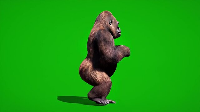 Dancing Gorilla Green Screen