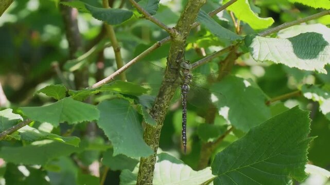 A Migrant Hawker Dragonfly Resting on a Sycamore