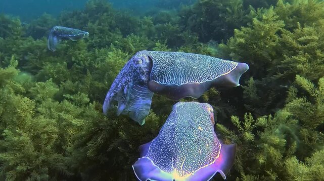 Rare underwater footage of a male giant Australian cuttlefish performing a vibrant courtship display at Whyalla, South Australia. Dynamic colour changes and graceful movements.