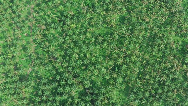 Aerial drone shot flying over a lush green tropical jungle filled with countless palm trees. Aerial view flying over a jungle of palm trees in Colombia