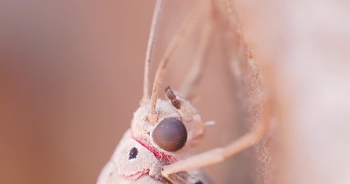 Extreme macro of a moth head; slow motion look at eyes, antennae, and proboscis in morning
