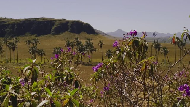 Purple quaresmeira flowers (Tibouchina spp.) sway in the wind above a Cerrado valley dotted with buriti palms (Mauritia flexuosa), rocky hills and native savanna vegetation, static shot.