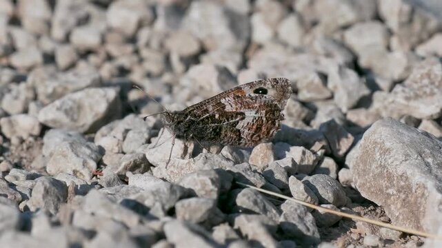 A Grayling Butterfly. Arnside Knott.