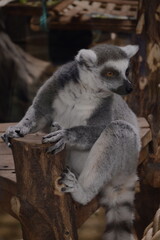Obraz premium Ring-tailed lemur sitting on a wooden bench