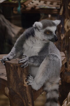 Ring-tailed lemur sitting on a wooden bench