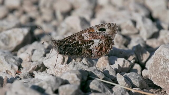 A Grayling Butterfly. Arnside Knott.