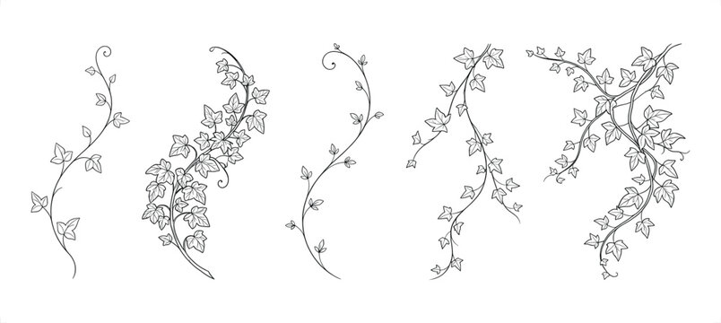 Ivy vine flourishes in organic growth patterns for decorative design elements vector illustration