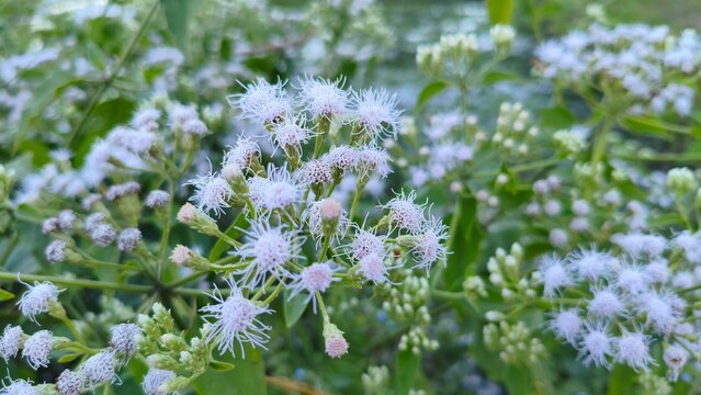 Wild White Fluffy Flowers called "Minjangan or Kirinyuh" Blooming on Green Shrub, Natural Background with Copy Space