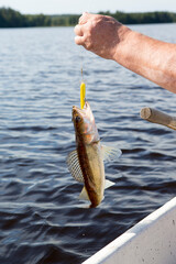 Fototapeta premium Fishing on a lake. Fisherman pulling up a big fish.