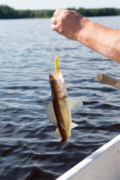 Fishing on a lake. Fisherman pulling up a big fish.
