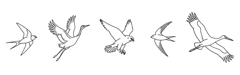 Fototapeta premium Various birds in flight during daytime with white background vector illustration