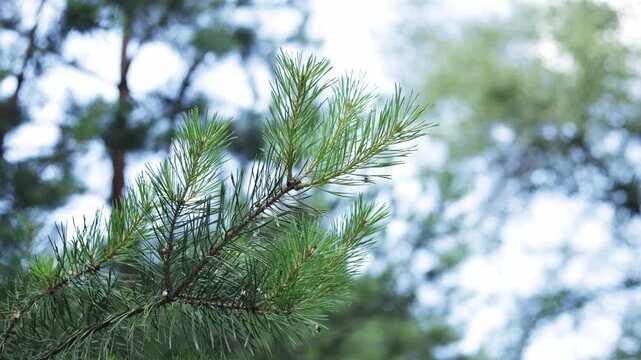 Close-up of pine tree needles swaying gently in the breeze with soft bokeh background