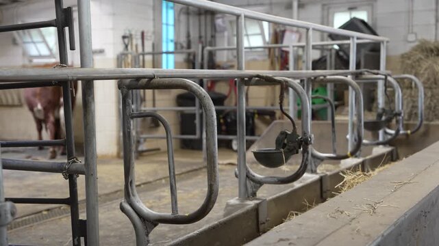 A clean, modern dairy farm barn interior featuring empty metal stanchions, individual water bowls, and feeding troughs with hay, with a cow visible in the background.