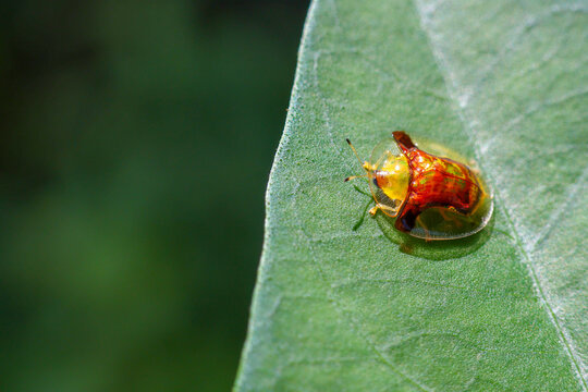 Golden tortoise beetle on green leaf with shiny translucent shell and delicate legs, closeup nature macro photo showing texture and reflective surface, vivid color and tiny insect
