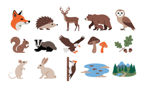 Woodland Wildlife Animal Illustration Set.