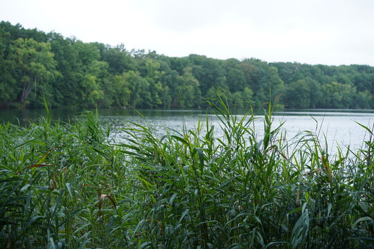 Schilflandschaft am Schlachtensee in Berlin im Sommer
