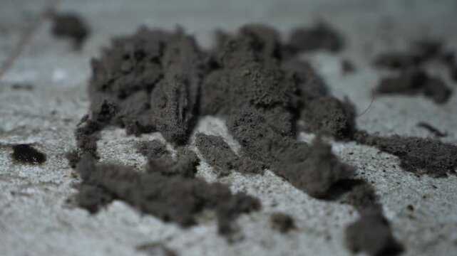 Close-up of dust and dirt clumps scattered on a light floor, Dust and dirt clumps on floor close-up