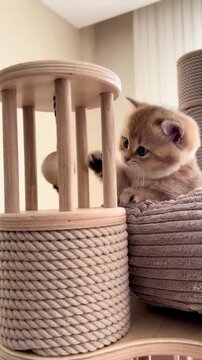 Adorable golden kitten plays with a wooden ball toy in this high quality motion video clip for pet loving audiences