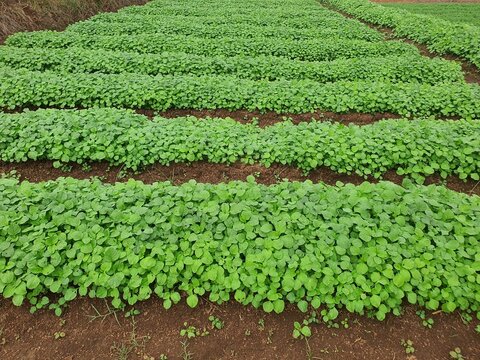 outdoor agricultural field with multiple long, neat rows of vibrant green spinach crops growing in dark brown soil