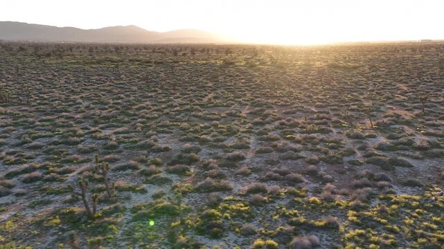 Sunset Mojave Desert Joshua Trees in Palmdale Aerial Shot Orbit R California USA