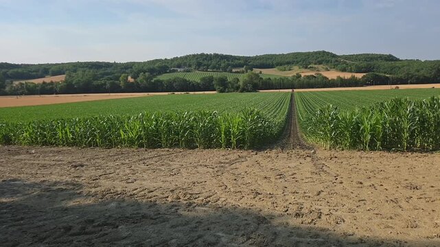 Champ de ma&iuml;s r&eacute;cemment castr&eacute; et destin&eacute; &agrave; la production de semences, avec enrouleur d'irrigation dans le paysage rural.