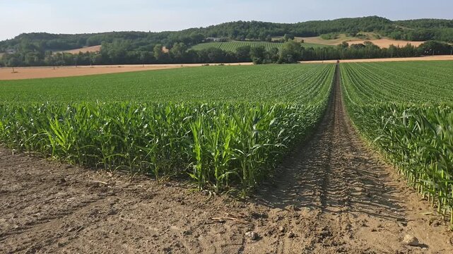 Champ de ma&iuml;s r&eacute;cemment castr&eacute; et destin&eacute; &agrave; la production de semences, avec enrouleur d'irrigation dans le paysage rural.
