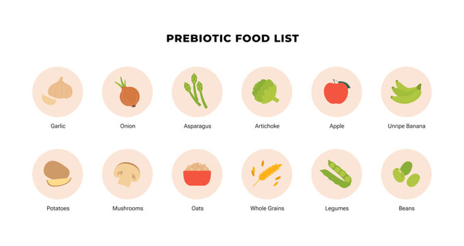 Prebiotic food list infographic. Flat vector illustration of gut health nutrition. Garlic, onion, asparagus, banana, oats and legume icons isolated on white background. Diet choice.
