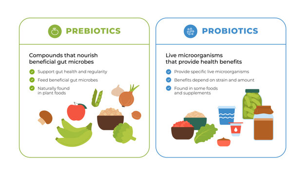 Prebiotics vs probiotics comparison cards infographic. Flat vector illustration of gut health, fiber foods and fermented products isolated on white.