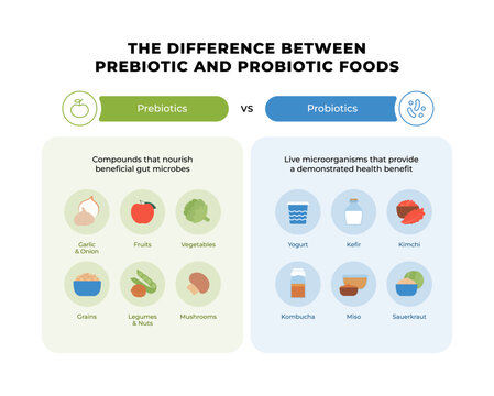 Prebiotic vs probiotic foods difference infographic. Flat vector illustration of gut health, fiber foods and fermented products isolated on white background.