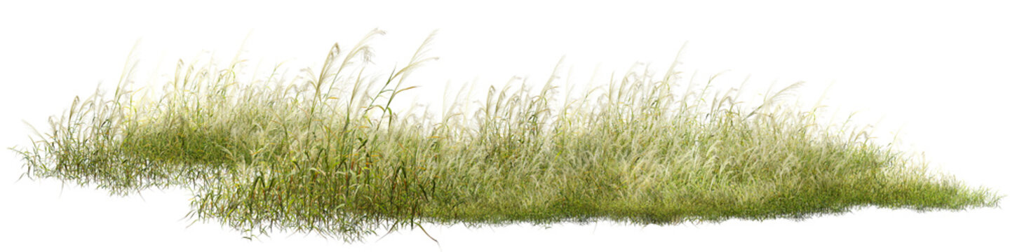 grass isolated on white background/Ultra-sharp high-resolution image of lush wild grass and reeds isolated on a white background, featuring detailed natural textures for nature, landscape, botanical