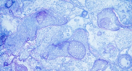 Microscopic View of Cells with Blue and Purple Staining in a Light Background