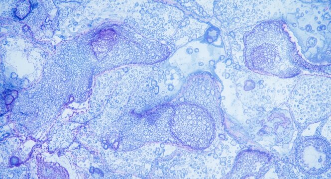 Microscopic View of Cells with Blue and Purple Staining in a Light Background