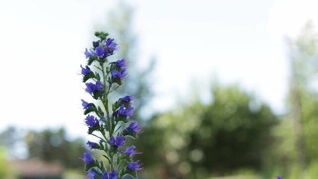 Close-up of vibrant blue wildflowers blooming in a sunlit meadow