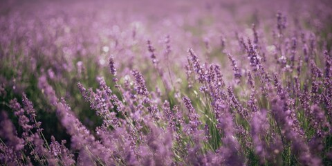 Fototapeta premium Lavender Field in Soft Focus with Purple Blooms and Green Stems