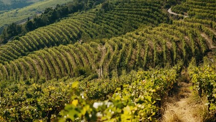 Naklejka premium Vineyard Landscape with Winding Rows of Grapevines under a Blue Sky